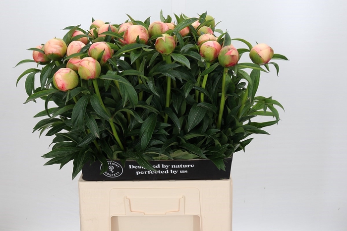 <h4>Paeonia Coral Yellow</h4>