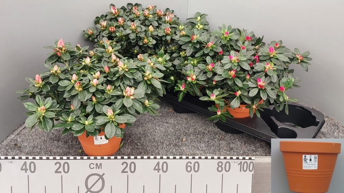 <h4>Rhododendron (Sim. gemengd 4 soorte</h4>