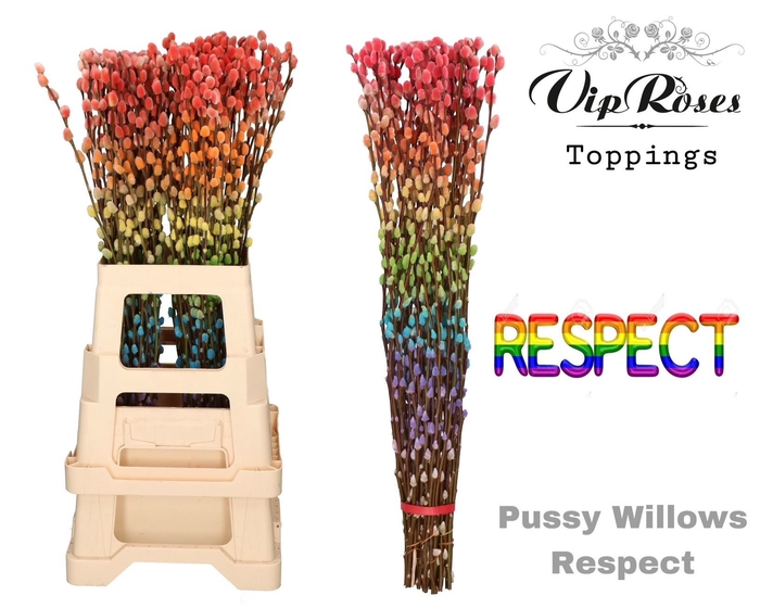 <h4>Salix Pnt Pussy Willow Respect</h4>