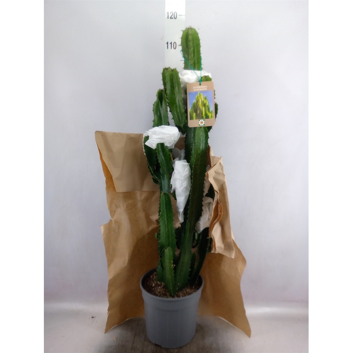 <h4>Euphorbia acrurensis</h4>