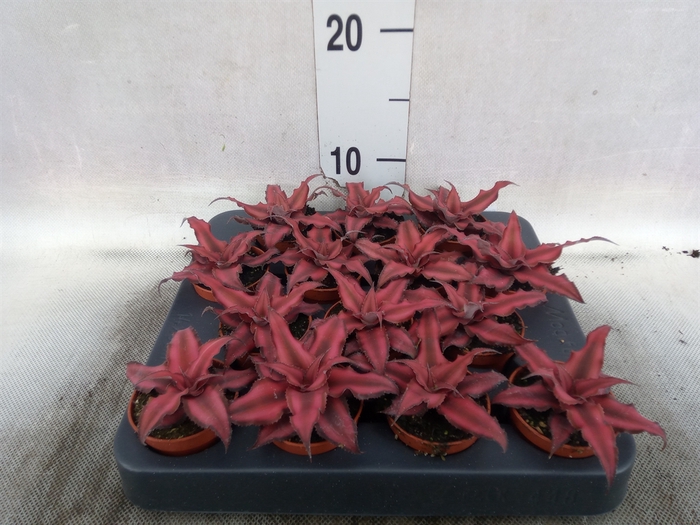 Cryptanthus bivittatus 'Red Star'