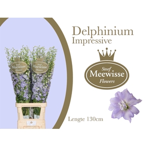 Delphinium Impressive