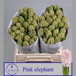 Hyac Pink Elephant