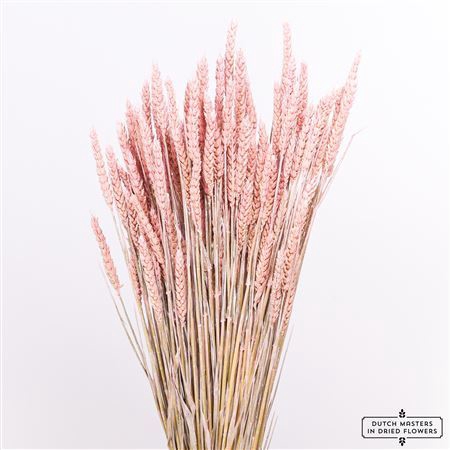 <h4>Dried Triticum Frosted Pink Bunch</h4>