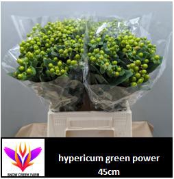 <h4>HYP MAG GREEN POWER</h4>