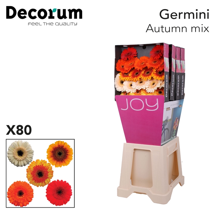 <h4>Germini Mix Autumn Diamond</h4>