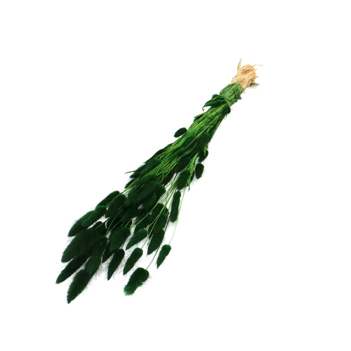<h4>Dried flowers Lagurus 60cm 50g</h4>