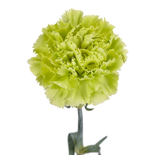 <h4>Dianthus St Green Marty</h4>