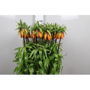 Fritillaria Orange Beauty