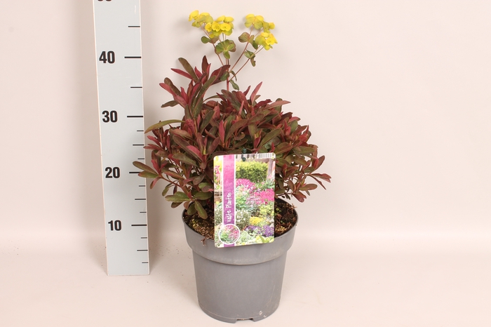 vaste planten 19 cm  Euphorbia amygdaloides Purpurea
