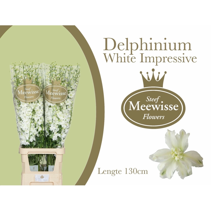 <h4>Delphinium Impressive White</h4>
