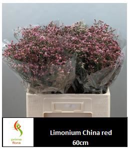 <h4>Limonium sin China Red</h4>
