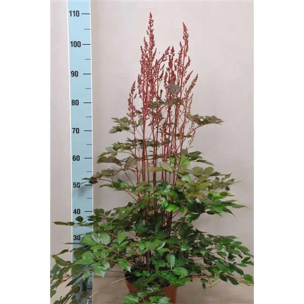 <h4>Astilbe Mighty Chocolate Cherry</h4>