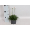 vaste planten 12 cm Armeria maritima White