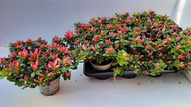 Rhododendron simsii Sachenstern 14Ø 25cm 37Ø