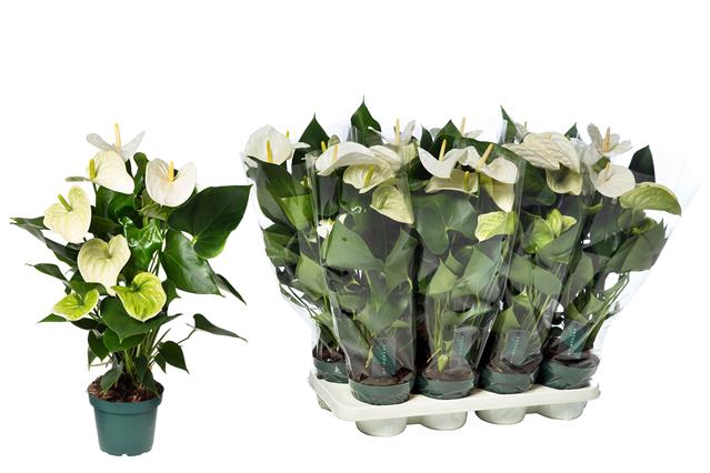 Anthurium  Samora 14Ø 50cm 5+ kwiatów