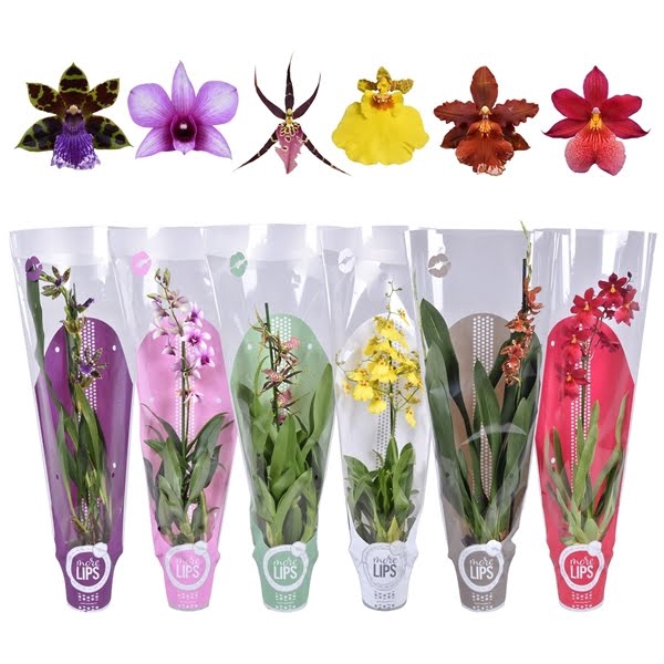 <h4>Orchid Mix (1 Spike)</h4>