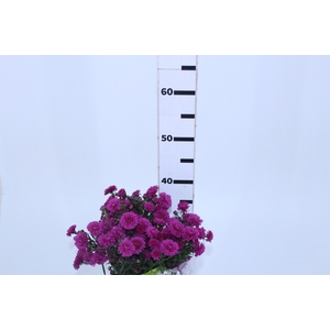ASTER MARIANA 040 CM PINK