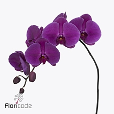<h4>Phalaenopsis purple haze (per stem)</h4>