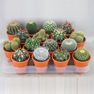 art.56 Bollen in rozenpot cactus 6,5 cm