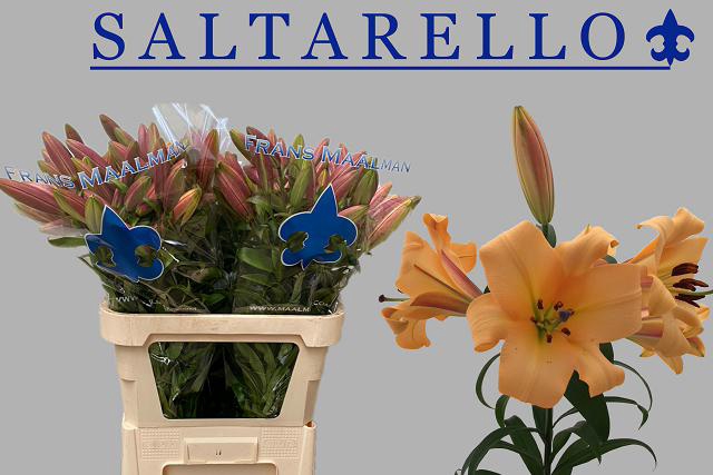 <h4>Lilium or saltarello</h4>