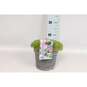 vaste planten 19 cm  Scleranthus uniflorus Hedgehog