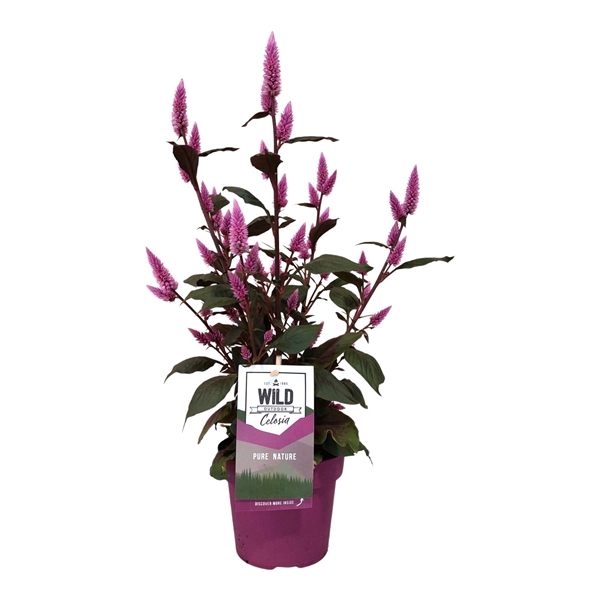 Celosia 'Wild Pink' (Gardenplant) P14