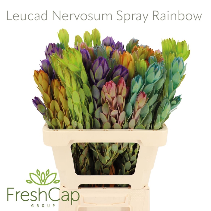 <h4>Leucad Nervosum Rainbow</h4>
