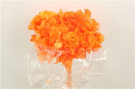<h4>Pres Hydrangea Orange Bunch Head 16-18cm</h4>