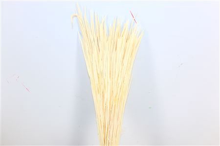 <h4>Dried Phleum Bleached Bunch</h4>