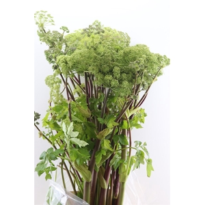Angelica Gigas Green 130cm Extra