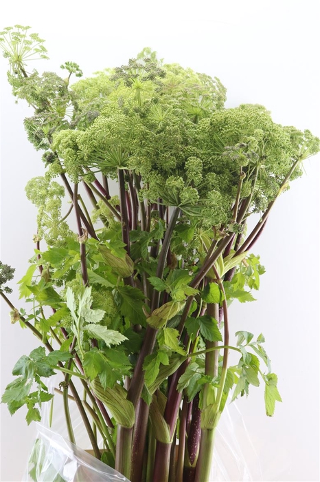 Angelica Gigas Green 130cm Extra