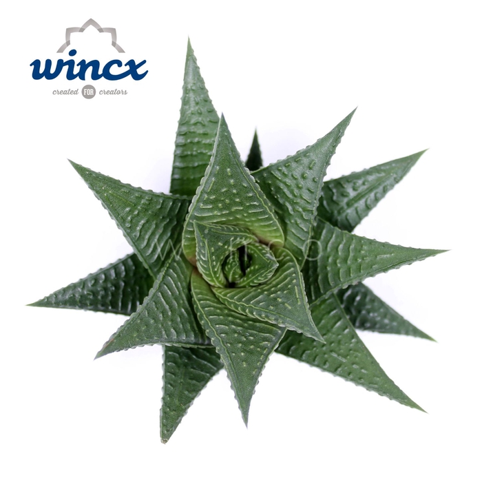 <h4>Haworthia Limifolia Cutflower Wincx-8cm</h4>
