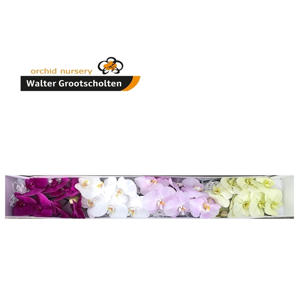 <h4>Phalaenopsis mix (per flower)</h4>
