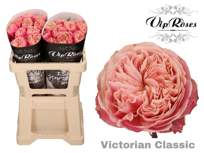 <h4>Rs gr Victorian Classic@</h4>