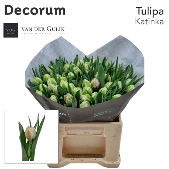 <h4>Tulipa dubb. (Double Late Grp) Kati</h4>