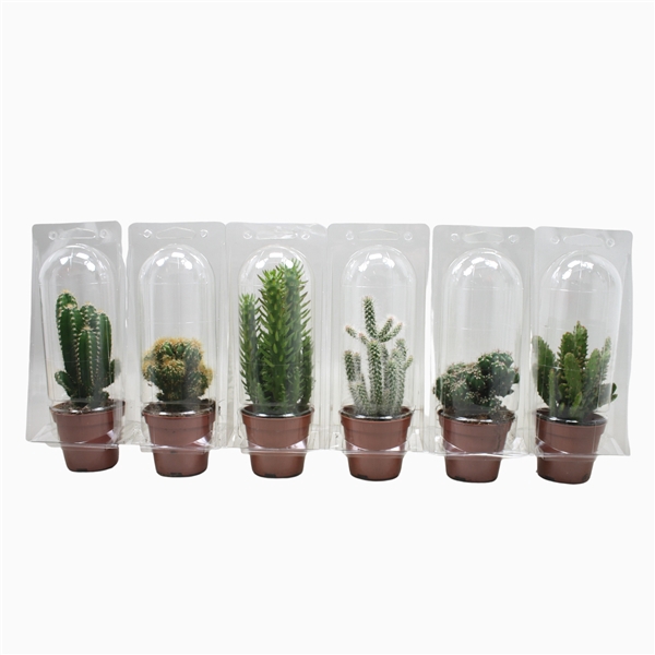 <h4>Cactus mix 8,5 cm in blister 1 pack</h4>