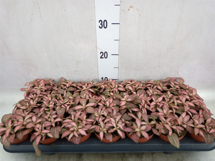 Fittonia  'Mosaic Pink Forest Flam'