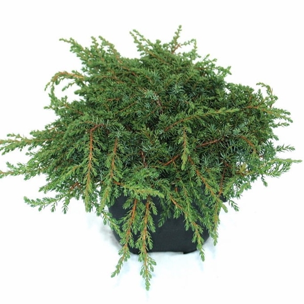 <h4>Juniperus communis 'Green Carpet' P17</h4>