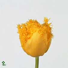 <h4>Tulipa fr mon amour</h4>