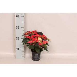 Poinsettia 10,5 cm Christmas Feelings® Glitter