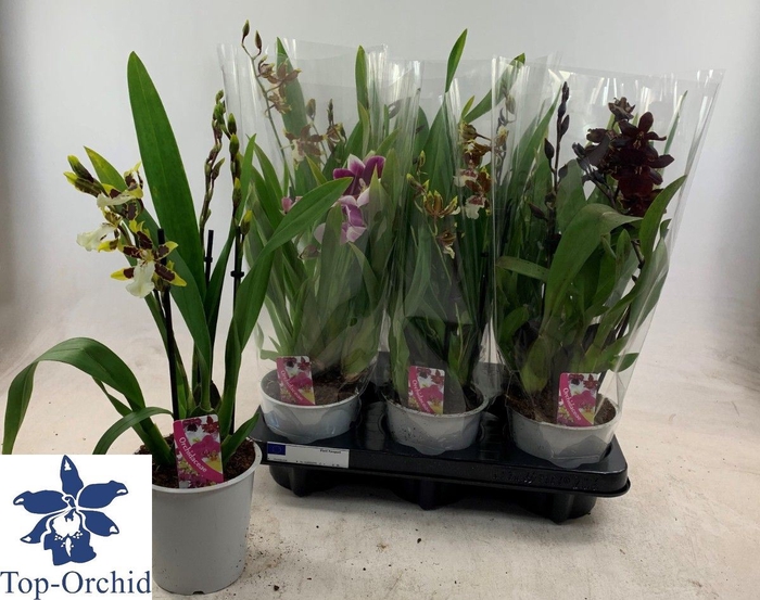 <h4>Overig orch. Orchideeën gemengd</h4>