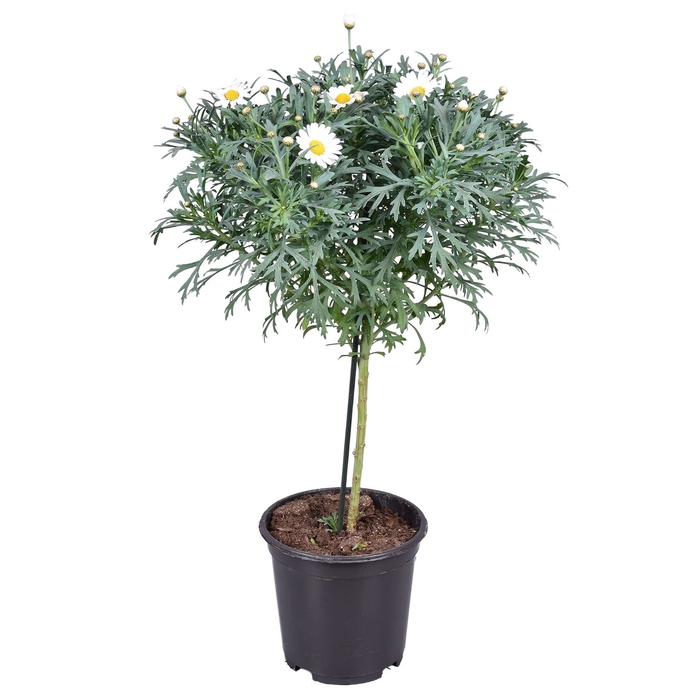 Argyranthemum frutescens overig