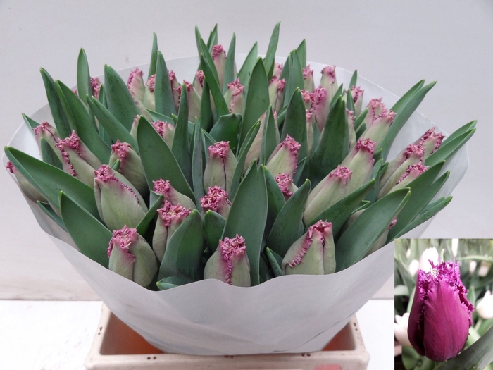 <h4>Tulipa (Fri. Reine de Lairesse</h4>