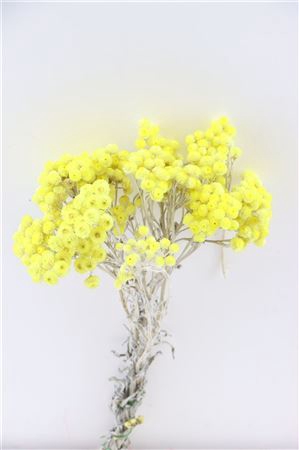 <h4>Dried Immortelle Yellow Bunch</h4>