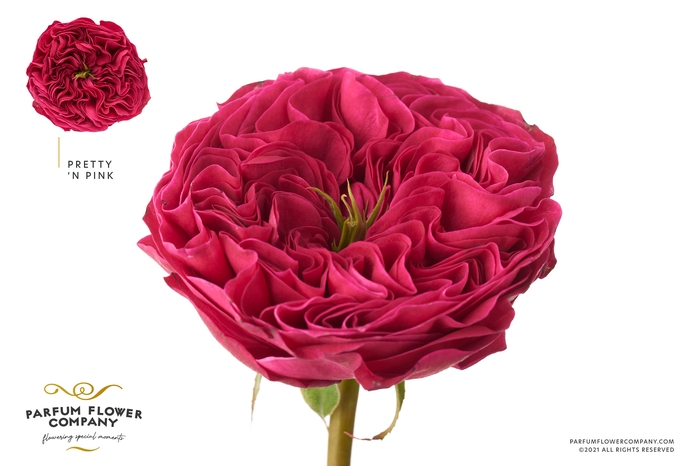 <h4>Rosa Garden Pink & Pretty</h4>