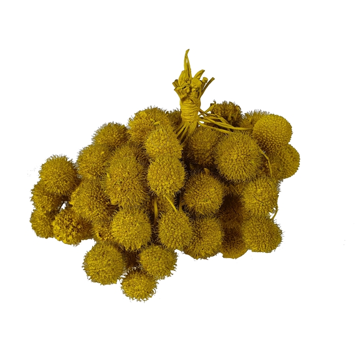 <h4>Small ball per bunch in poly Yellow</h4>