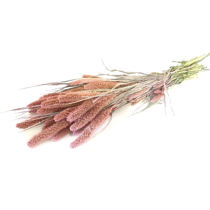 <h4>DRIED FLOWERS - SETARIA frosted pink</h4>