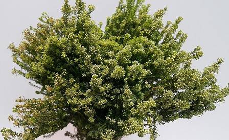 Greens - Agathosma Flowering