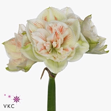 <h4>Hippeastrum double nymph</h4>